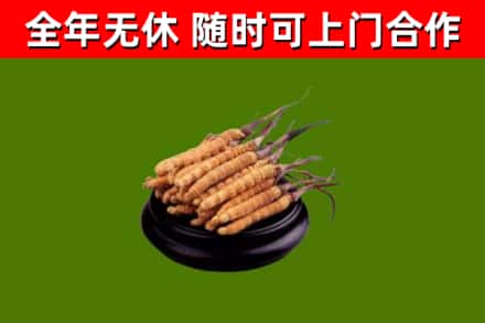 山海关烟酒回收冬虫夏草.jpg